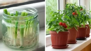 12 plantes et légumes que vous pouvez faire repousser à l’infini