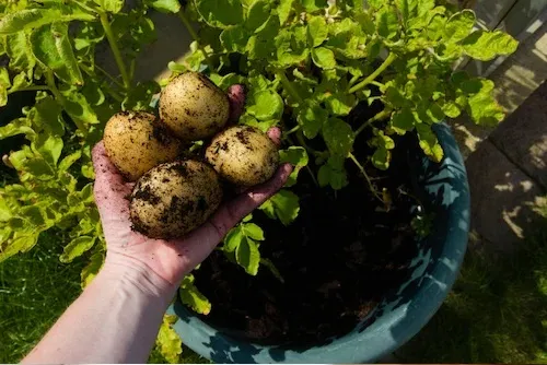 12 plantes et légumes que vous pouvez faire repousser à l’infini