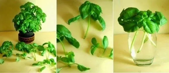 12 plantes et légumes que vous pouvez faire repousser à l’infini