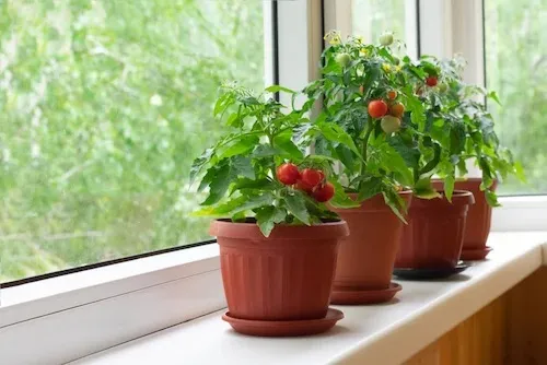 12 plantes et légumes que vous pouvez faire repousser à l’infini