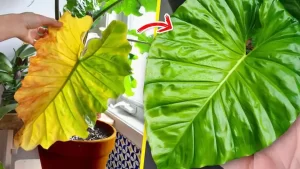 4 astuces maison pour empêcher les plantes d’intérieur de jaunir