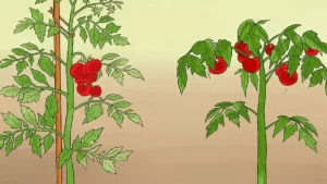 5 Astuces Pour Faire Pousser Plus de Tomates, Plus Grosses et Plus Savoureuses