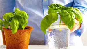 5 plantes aromatiques que vous pouvez faire pousser uniquement avec de l’eau