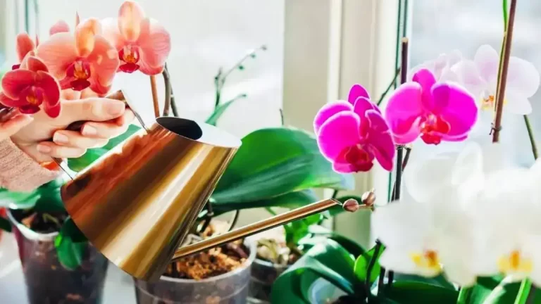 6 grandes erreurs que les gens font lorsqu’ils arrosent les orchidées d’après un expert