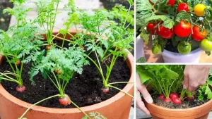 7 légumes faciles à faire pousser en pot à la maison