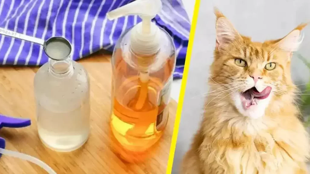 8 répulsifs naturels pour éloigner les chats : ils détestent ça