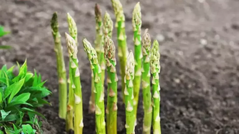 Plantez une fois, cueillez pour toujours : 9 légumes n’ont besoin d’être plantés qu’une seule fois pour être cueillis pour toujours