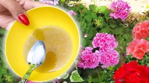 Bicarbonate de soude et huile d’olive : un mélange utile pour le jardin
