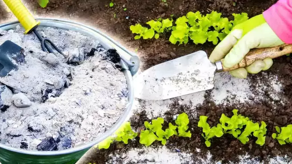 Cendre de bois pour le jardin : 4 secrets à connaître