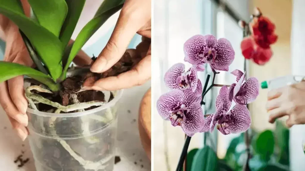 Comment faire pousser de belles orchidées à la maison ? 4 secrets à connaitre