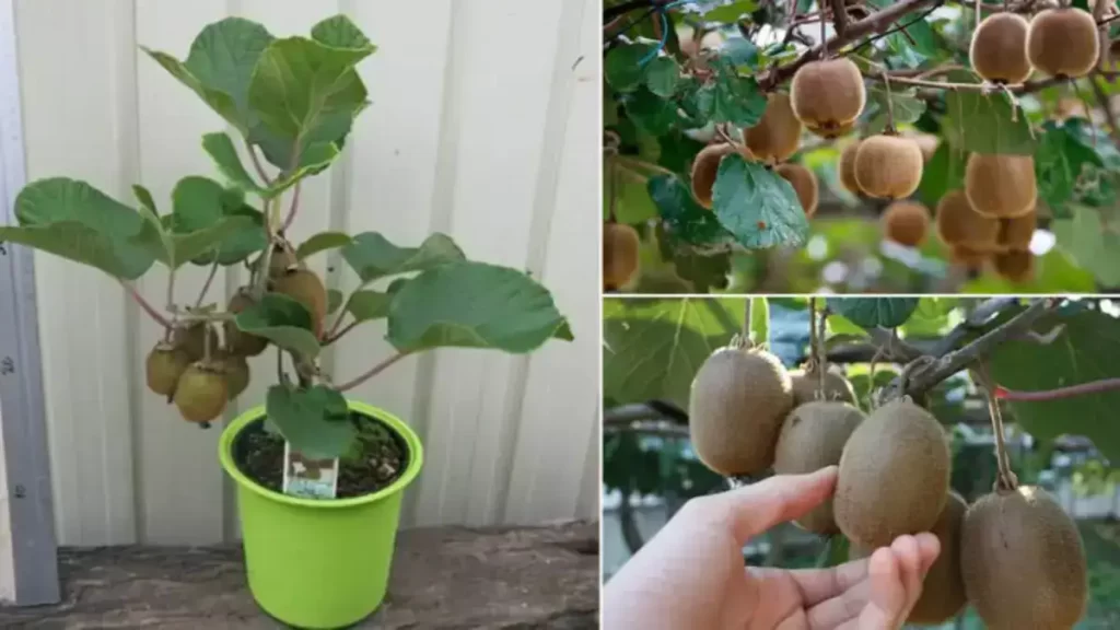 Comment faire pousser un jeune arbre de kiwi dans un pot