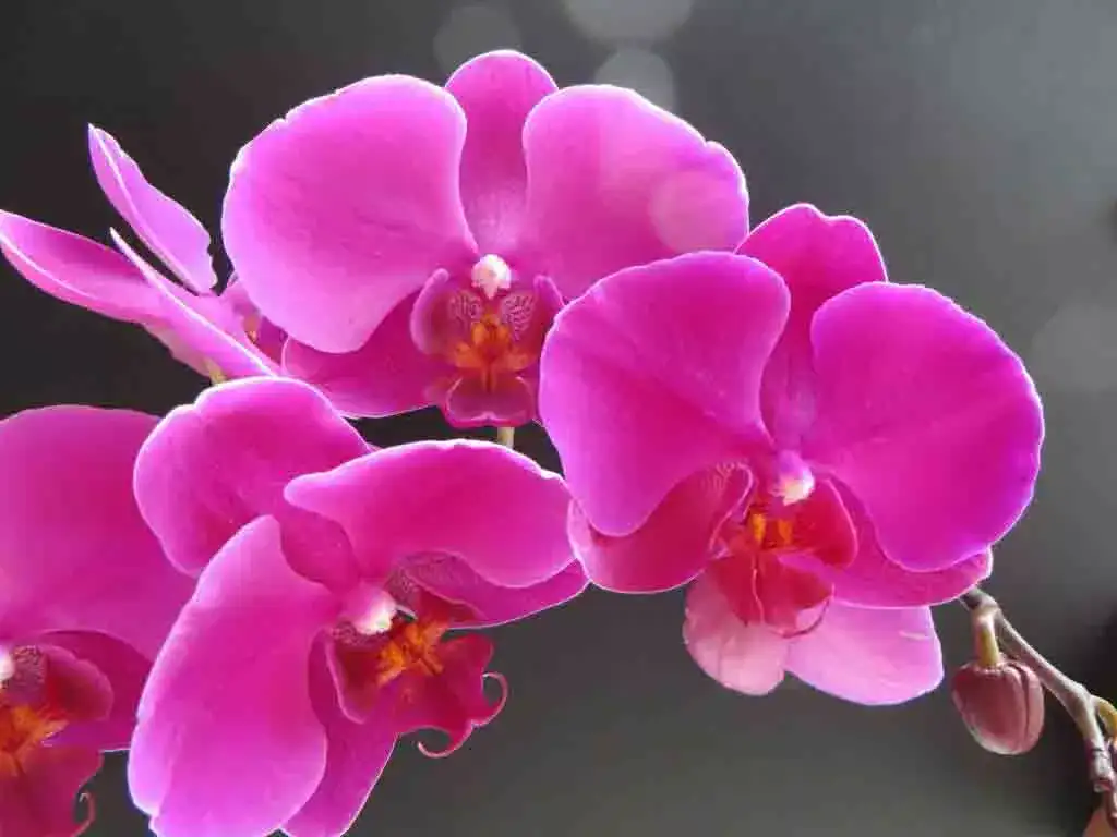 Comment faire refleurir une orchidée pour ne plus jamais en racheter ?