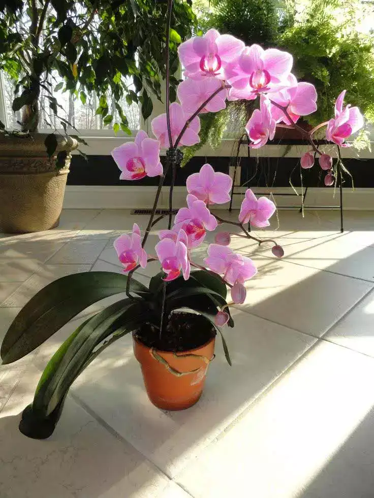 Comment faire refleurir une orchidée pour ne plus jamais en racheter ?