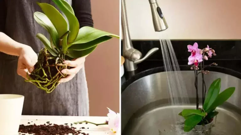 Comment faire refleurir une orchidée pour ne plus jamais en racheter ?