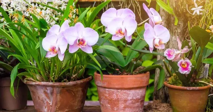 Comment faire refleurir une orchidée pour ne plus jamais en racheter ?
