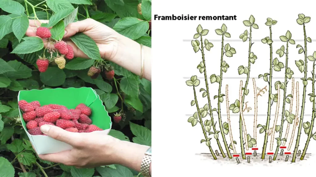 Framboisier : conseils de plantation, taille et entretien