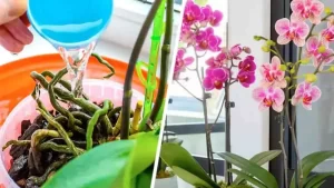 L’astuce de génie pour obtenir deux orchidées à partir d’une plante