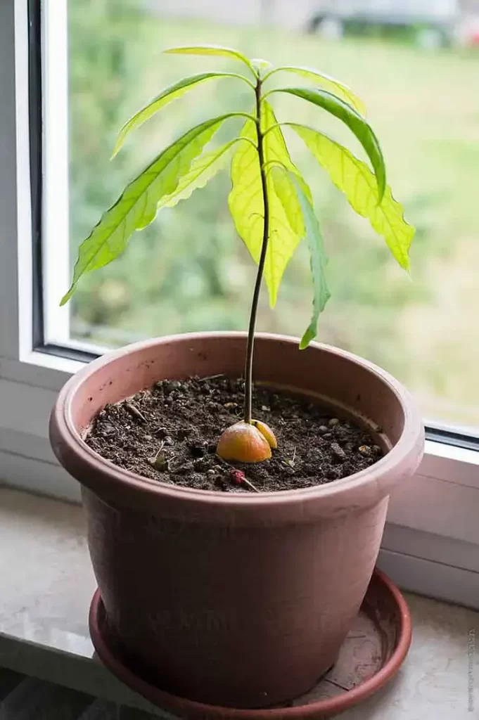 L’astuce magique pour faire pousser l’avocat à la maison pour ne plus en acheter