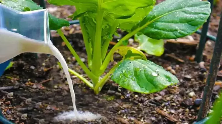 L’astuce naturelle magique pour accélérer la pousse des plantes et éloigner les nuisibles