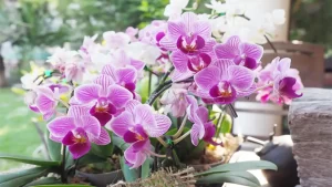 Les secrets de remise en forme d’une orchidée fanée