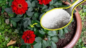 Pourquoi est-il astucieux de verser une cuillère de sucre sur les plantes ?