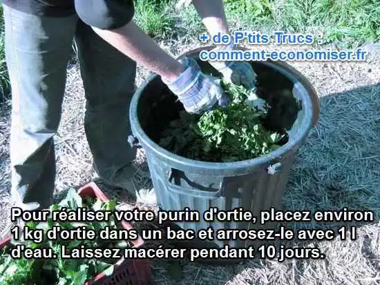 Purin d’Ortie : Recette et Utilisations Que Votre Potager Va ADORER