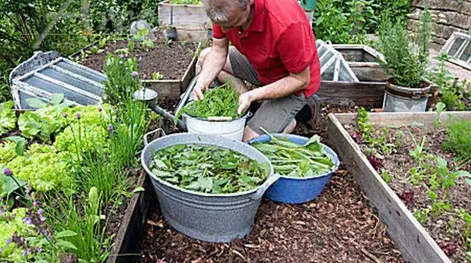 Purin d’Ortie : Recette et Utilisations Que Votre Potager Va ADORER