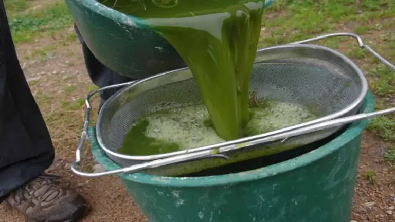 Purin d’Ortie : Recette et Utilisations Que Votre Potager Va ADORER