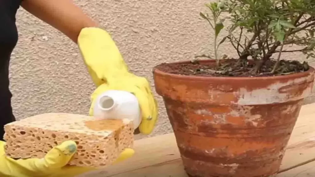 Salpêtre 3 techniques pour dire adieu aux taches blanches sur les pots