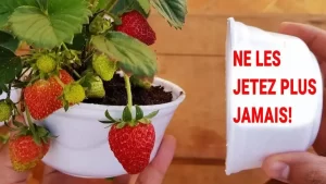 Voici comment cultiver des fraises à la maison (étape par étape)