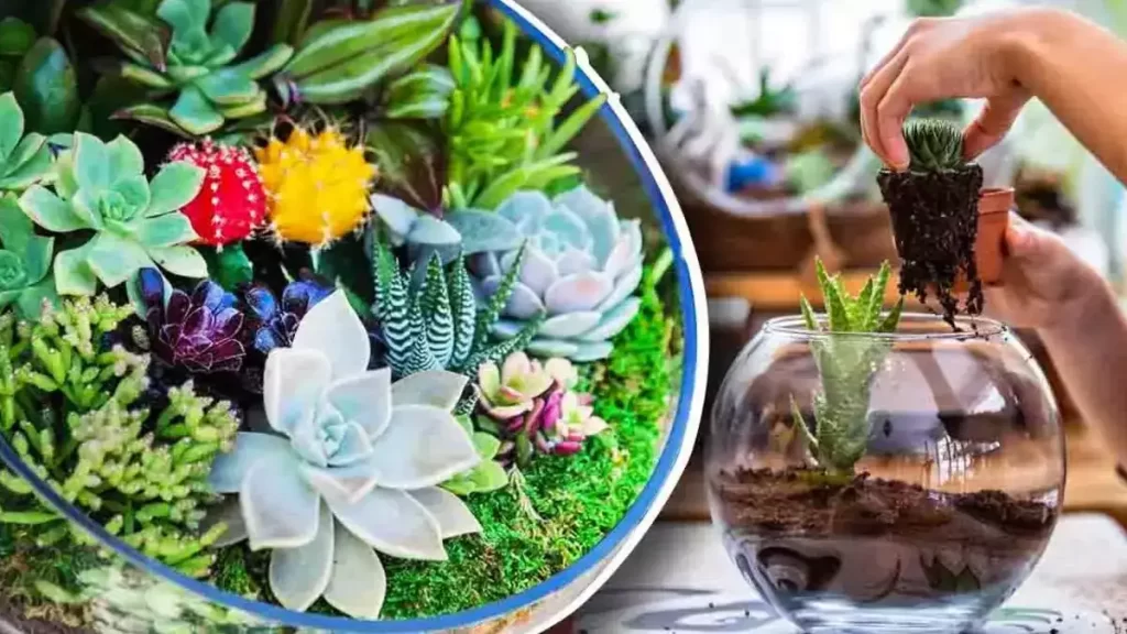 Voici comment faire votre propre terrarium avec des cactus et succulentes dans un aquarium