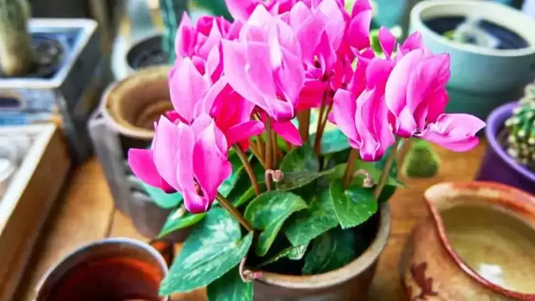 Dans la maison ou sur le balcon ? Voici l’endroit parfait pour planter et entretenir un beau Cyclamen