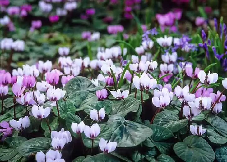 Dans la maison ou sur le balcon ? Voici l’endroit parfait pour planter et entretenir un beau Cyclamen