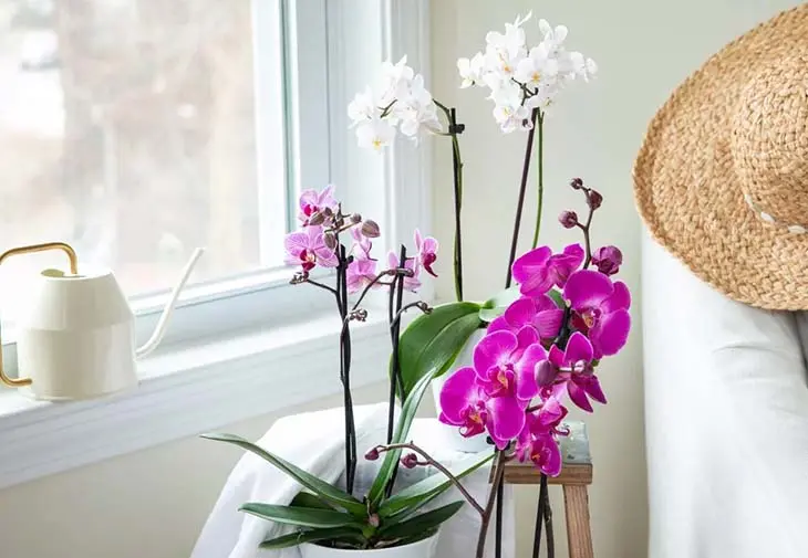 6 grandes erreurs que les gens font lorsqu’ils arrosent les orchidées d’après un expert