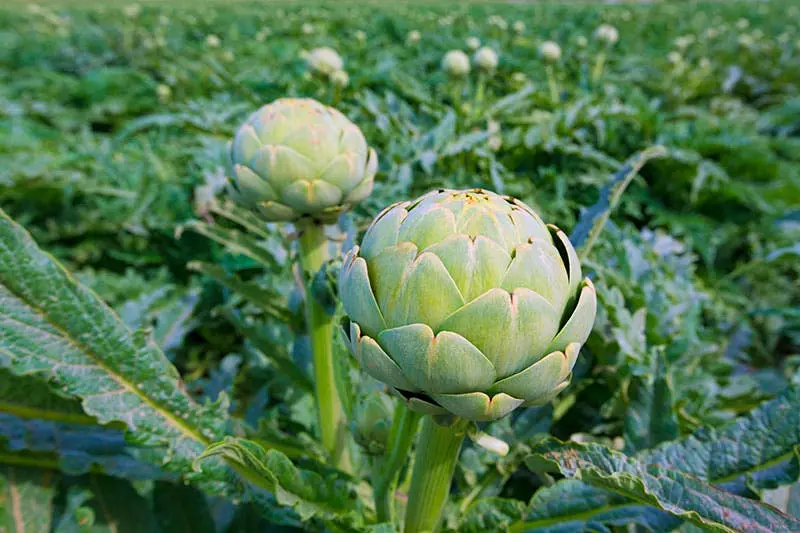 Plantez une fois, cueillez pour toujours : 9 légumes n’ont besoin d’être plantés qu’une seule fois pour être cueillis pour toujours