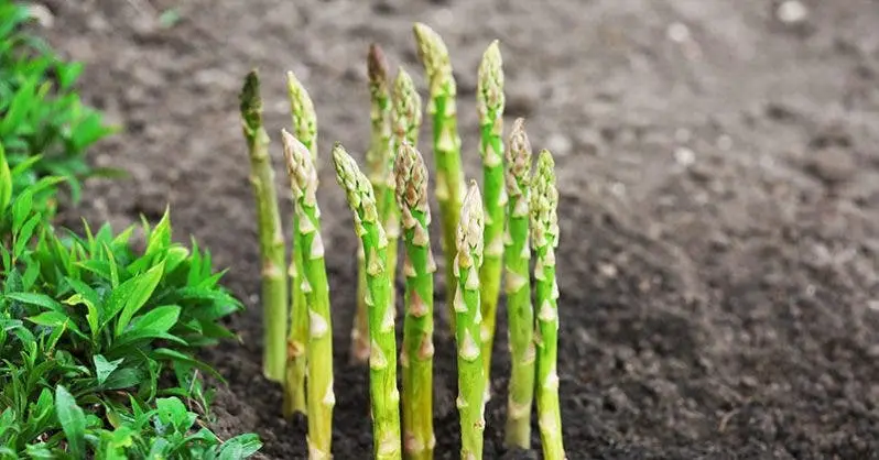 Plantez une fois, cueillez pour toujours : 9 légumes n’ont besoin d’être plantés qu’une seule fois pour être cueillis pour toujours