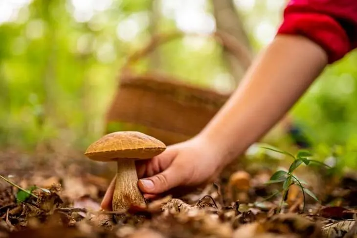 L’astuce naturelle magique pour accélérer la pousse des plantes et éloigner les nuisibles