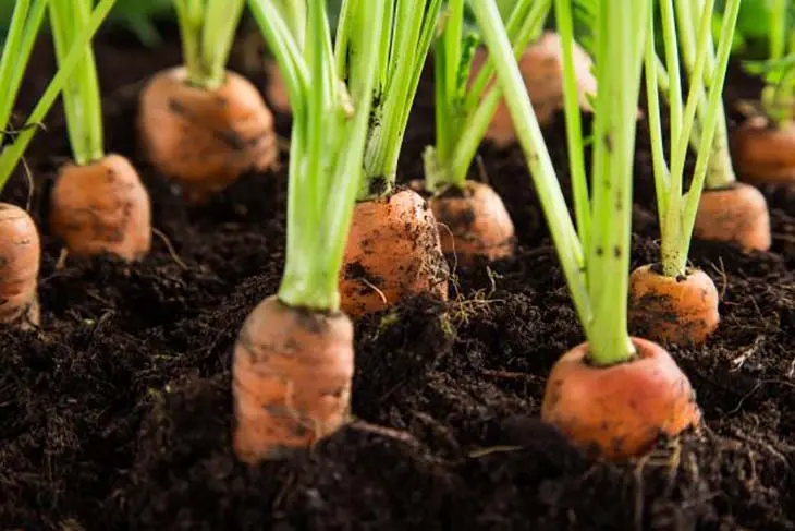 7 légumes faciles à faire pousser en pot à la maison