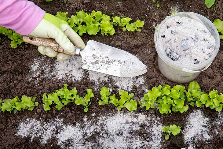 Cendre de bois pour le jardin : 4 secrets à connaître