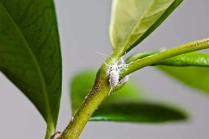 L’astuce de génie pour éliminer les parasites qui attaquent vos plantes