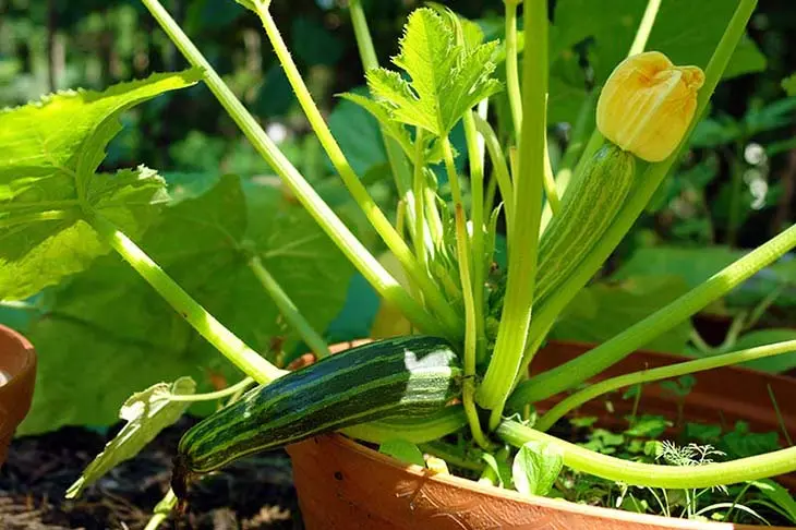 7 légumes faciles à faire pousser en pot à la maison