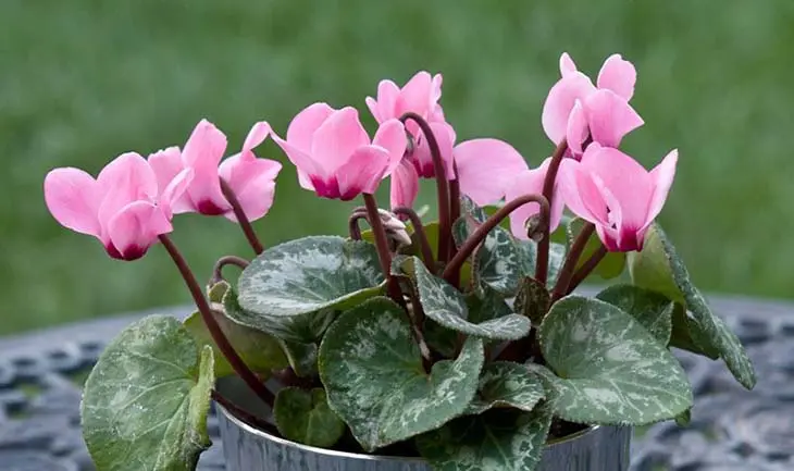 Dans la maison ou sur le balcon ? Voici l’endroit parfait pour planter et entretenir un beau Cyclamen