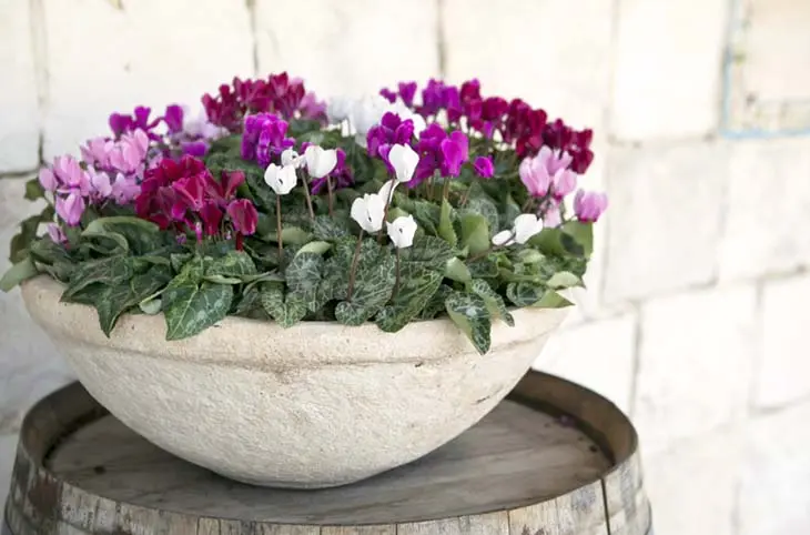 Dans la maison ou sur le balcon ? Voici l’endroit parfait pour planter et entretenir un beau Cyclamen