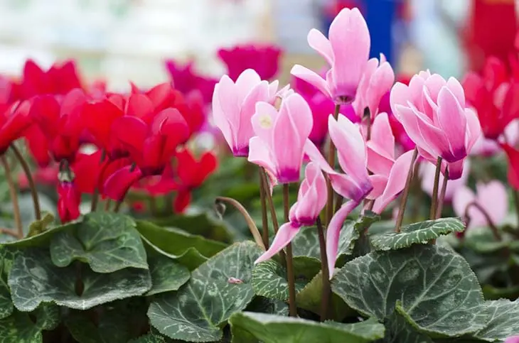 Dans la maison ou sur le balcon ? Voici l’endroit parfait pour planter et entretenir un beau Cyclamen