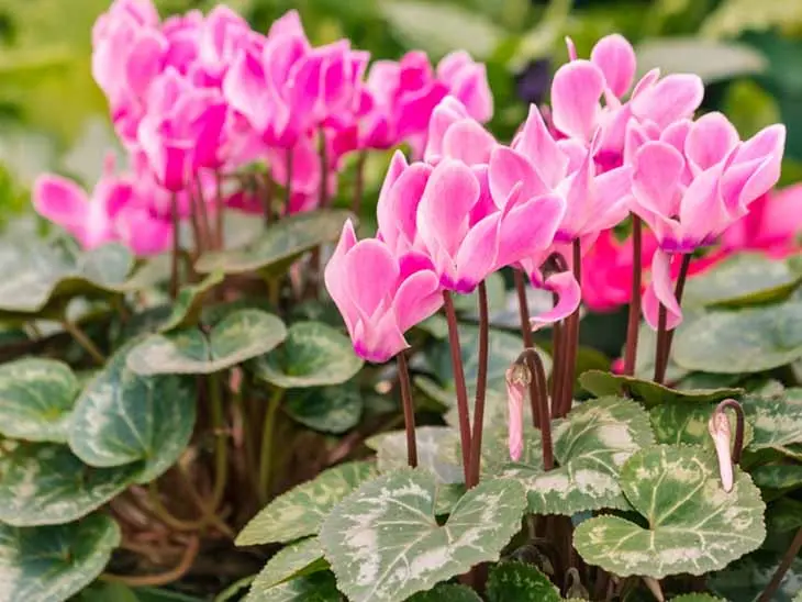 Dans la maison ou sur le balcon ? Voici l’endroit parfait pour planter et entretenir un beau Cyclamen