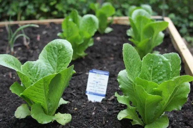 Plantez une fois, cueillez pour toujours : 9 légumes n’ont besoin d’être plantés qu’une seule fois pour être cueillis pour toujours