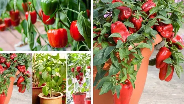 7 légumes faciles à faire pousser en pot à la maison