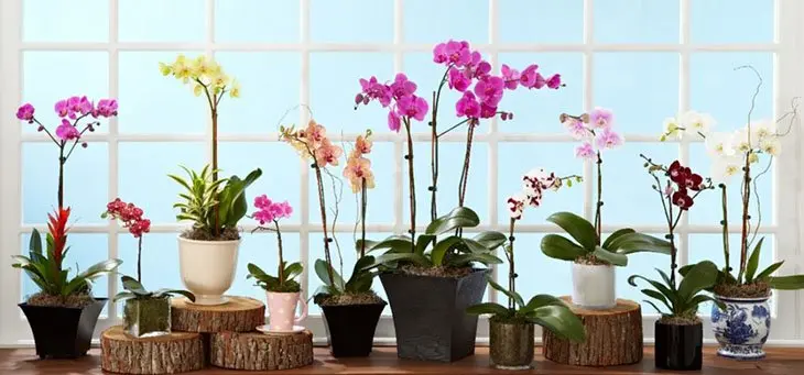 Comment faire pousser de belles orchidées à la maison ? 4 secrets à connaitre