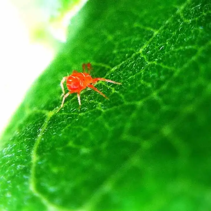 L’astuce de génie pour éliminer les parasites qui attaquent vos plantes