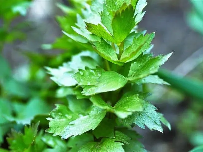 Plantez une fois, cueillez pour toujours : 9 légumes n’ont besoin d’être plantés qu’une seule fois pour être cueillis pour toujours